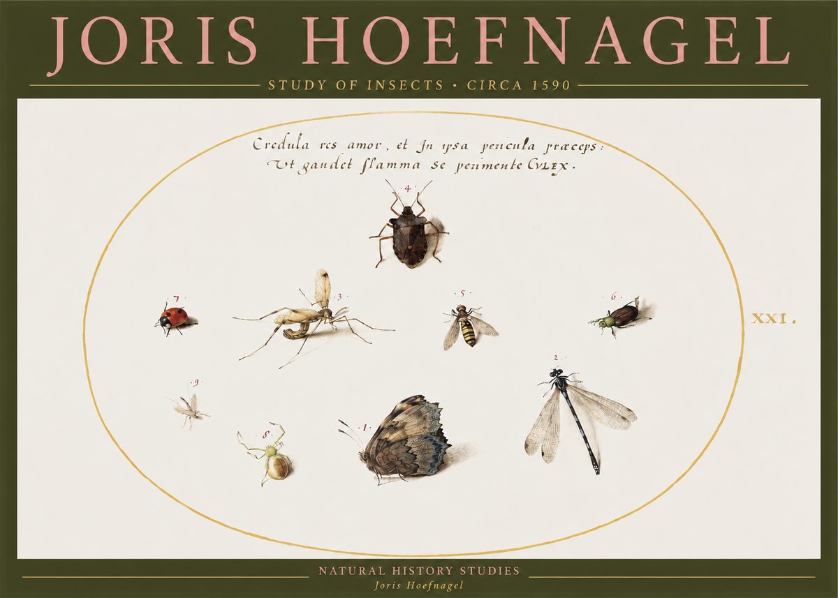 Joris Hoefnagel Study of Insects • Circa 1590 No2 - Poszter