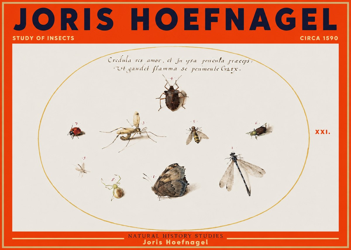 Joris Hoefnagel Study of Insects • Circa 1590 No3 - Poszter
