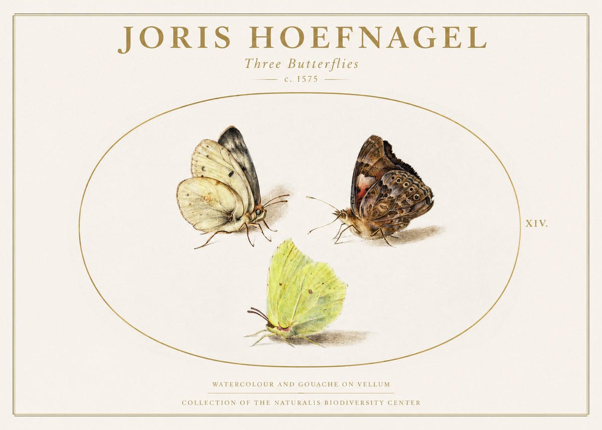 Joris Hoefnagel Three Butterflies II No1 - Poszter