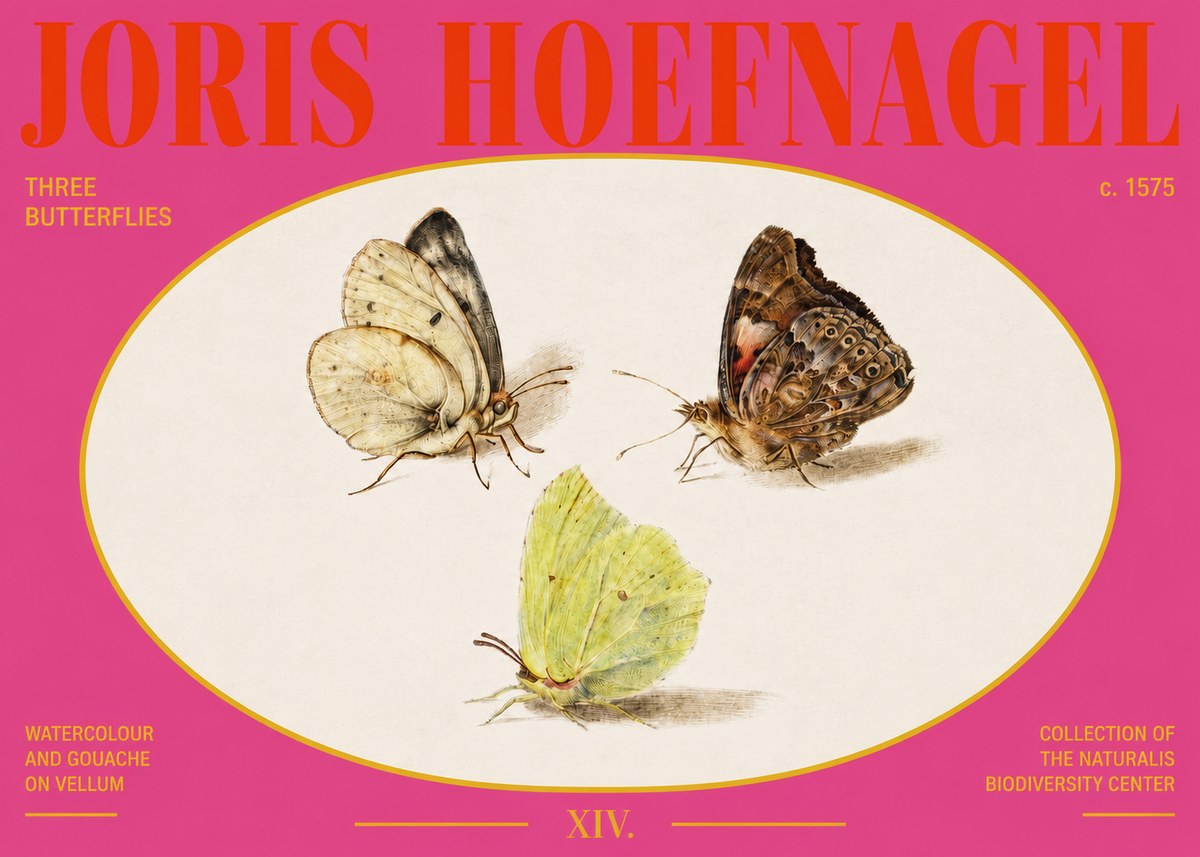 Joris Hoefnagel Three Butterflies II No3 - Poszter