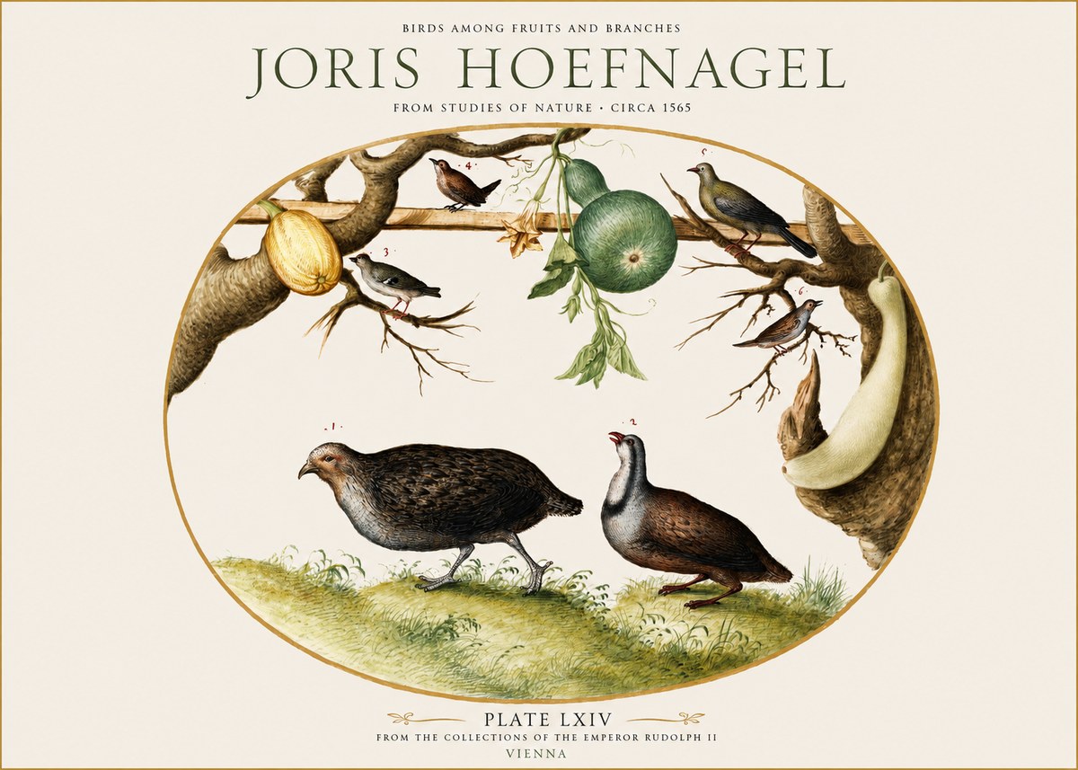 Joris Hoefnagel Birds Among Fruits and Branches No1 - Poszter