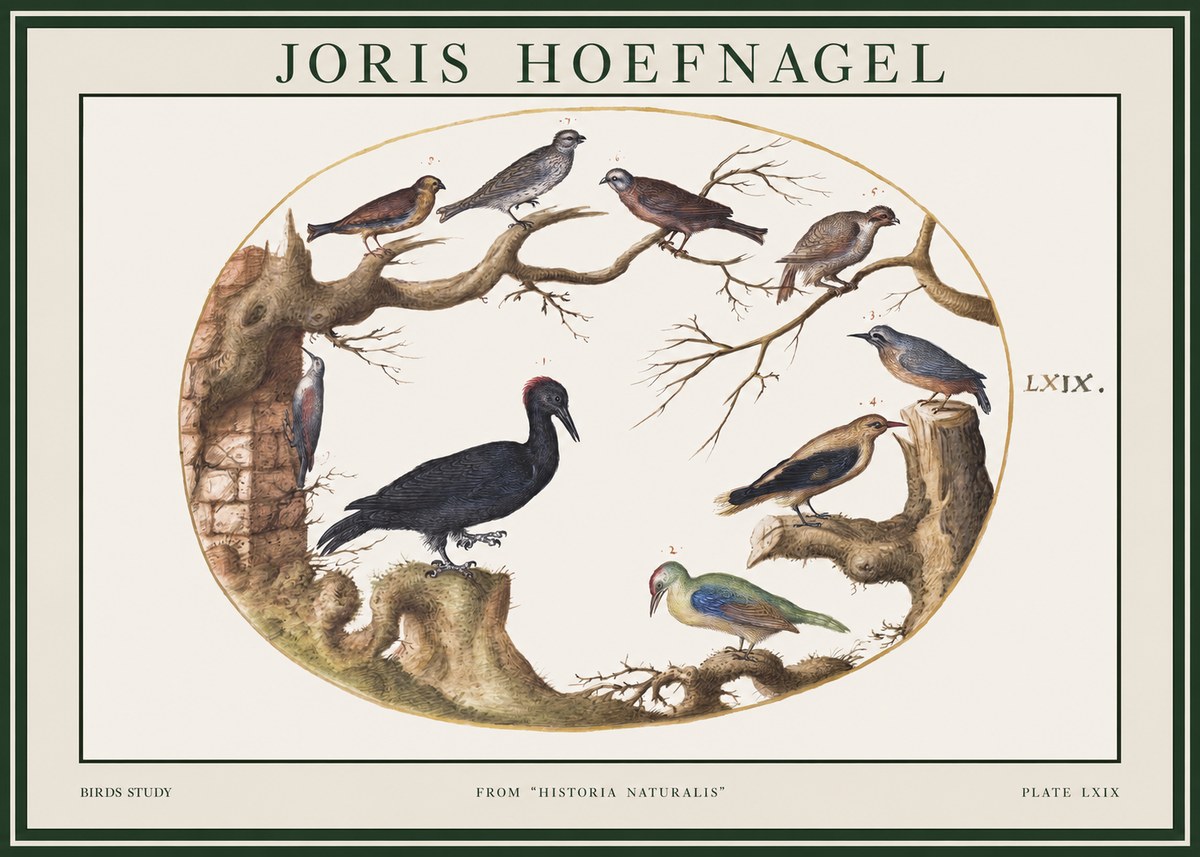 Joris Hoefnagel Birds in an Oval Frame No2 - Poszter
