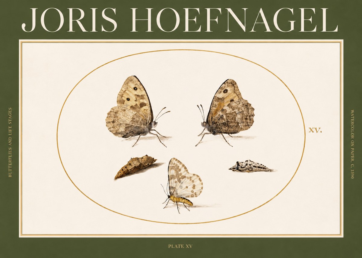 Joris Hoefnagel Butterflies and Life Stages - Plate Xv No2 - Poszter