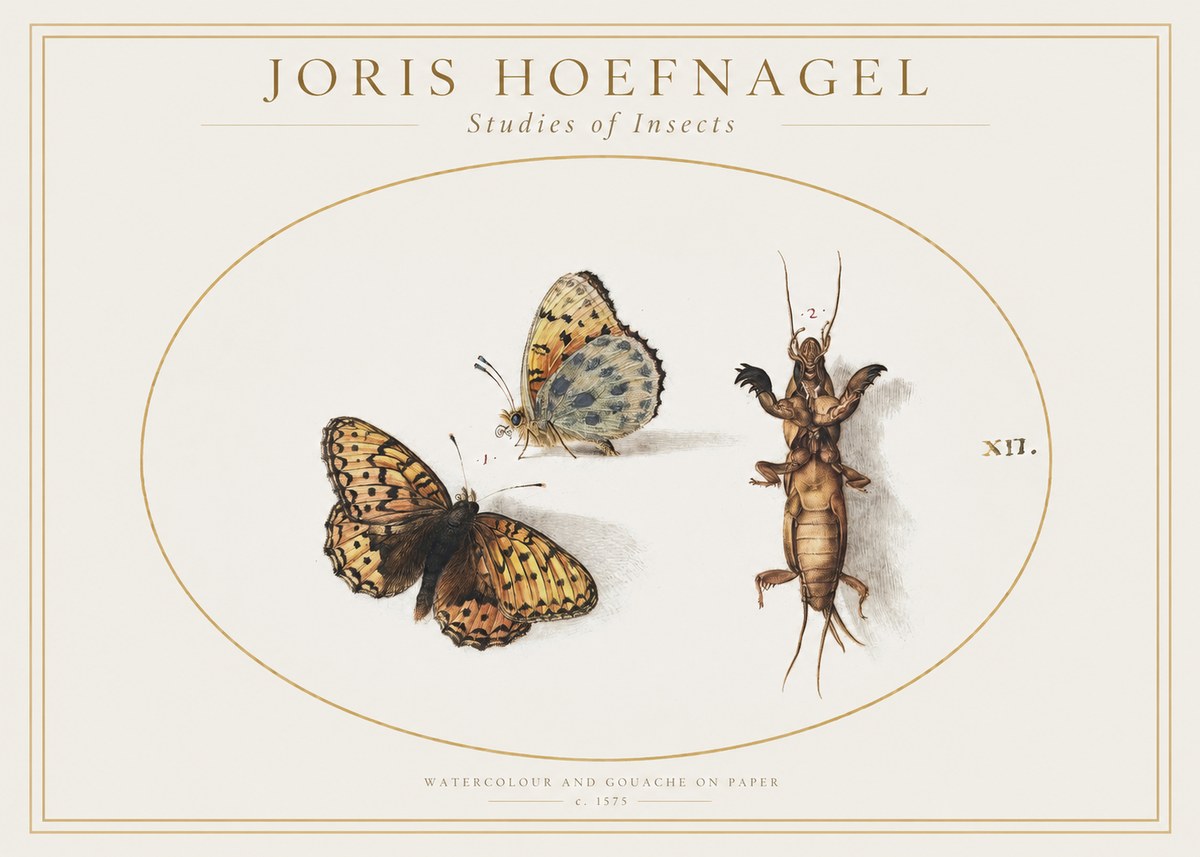 Joris Hoefnagel Studies of Insects Xii No1 - Poszter