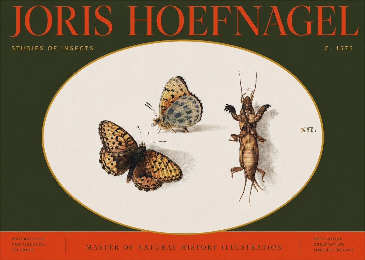 Joris Hoefnagel Studies of Insects Xii No2 - Poszter
