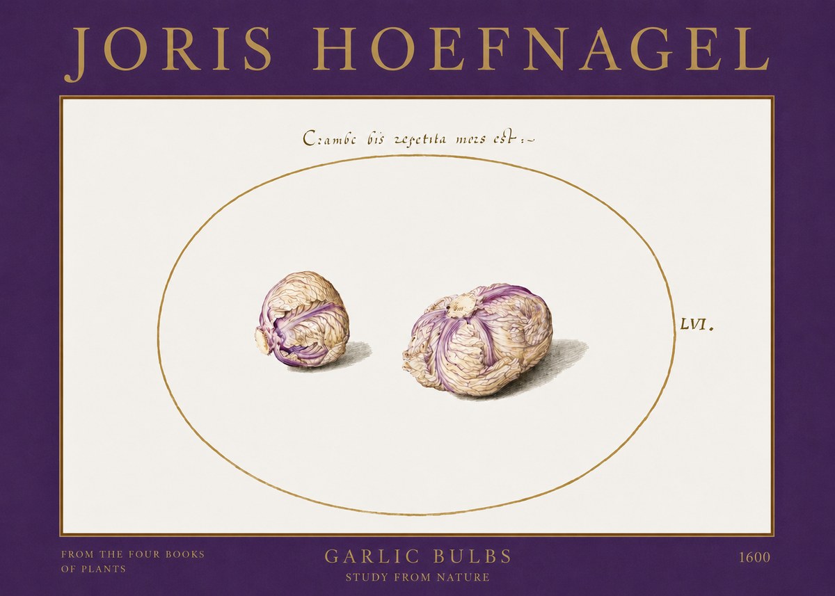 Joris Hoefnagel Garlic Bulbs Study from Nature No2 - Poszter