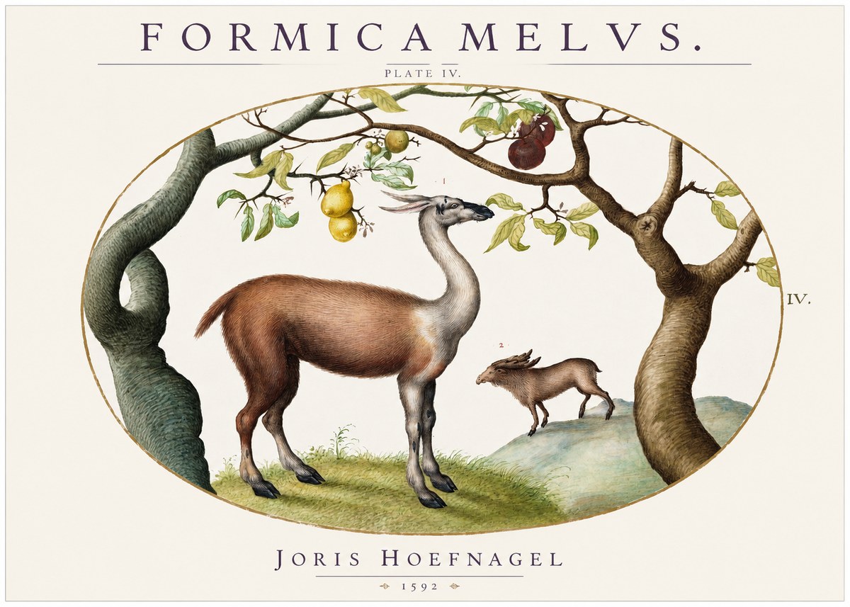 Joris Hoefnagel Formicamelus. No2 - Poszter