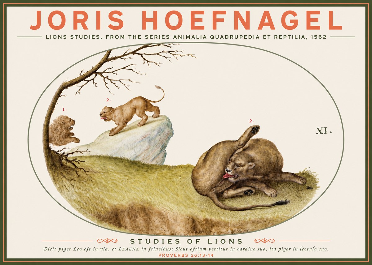 Joris Hoefnagel Lions Studies No3 - Poszter