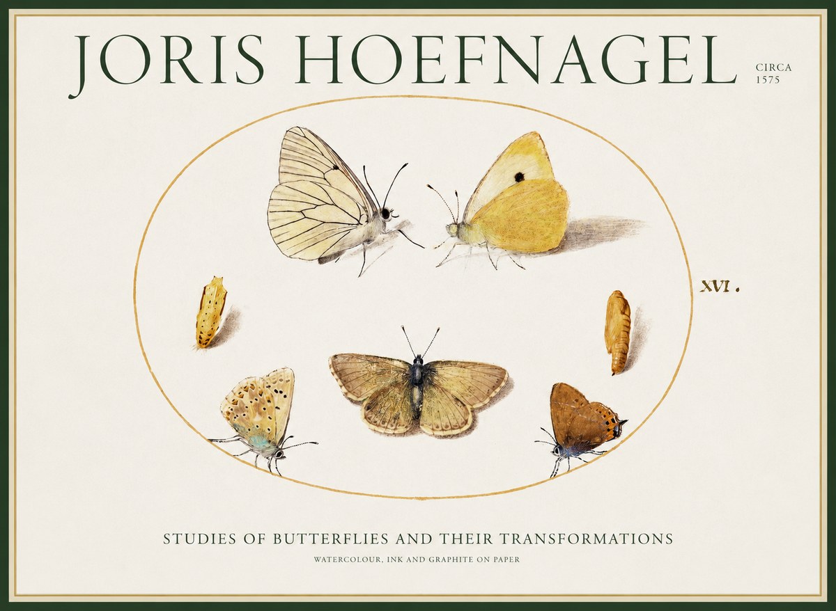 Joris Hoefnagel Studies of Butterflies and Their Transformations No1 - Poszter