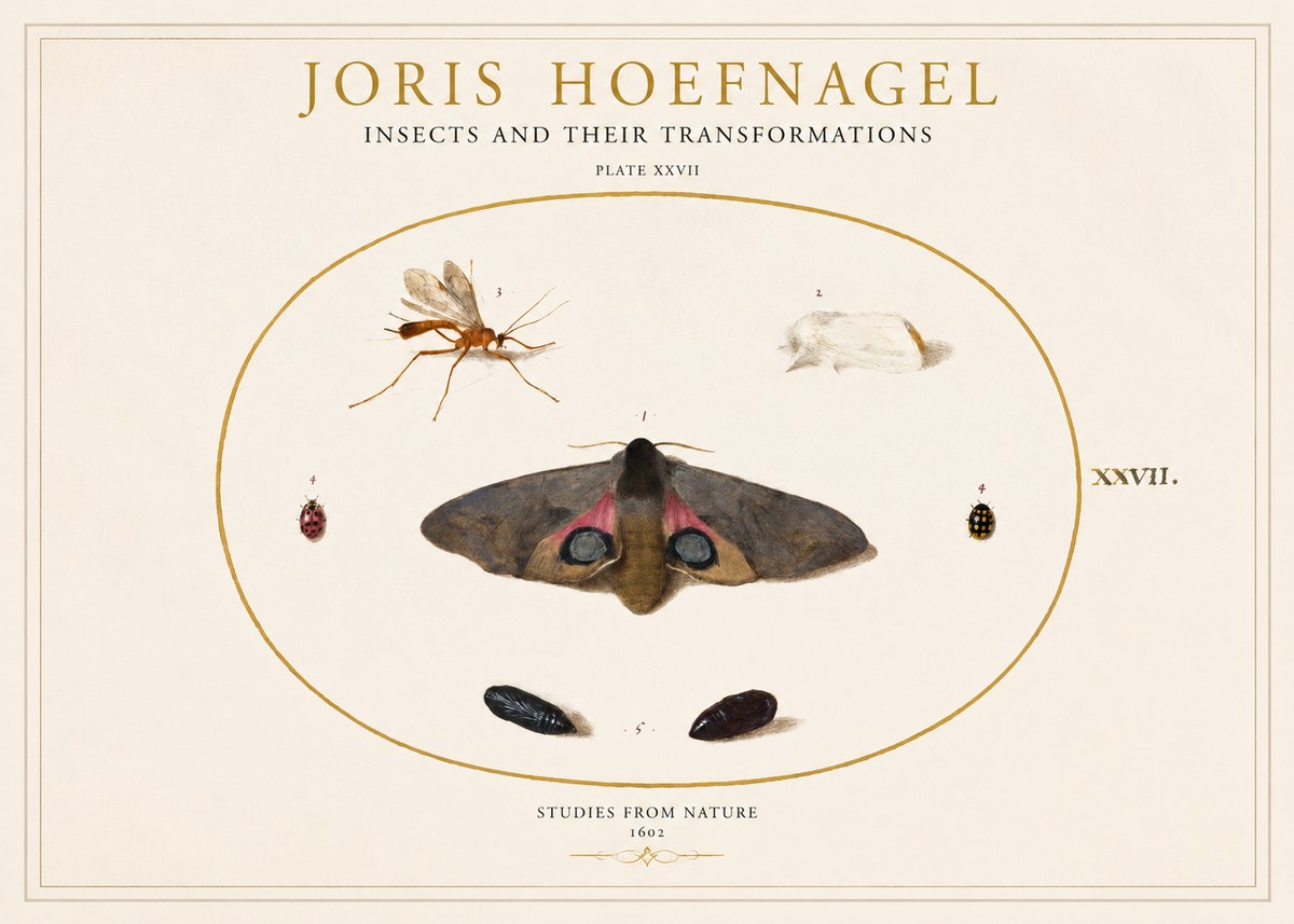 Joris Hoefnagel Insects and Their Transformations - Plate Xxvii No1 - Poszter