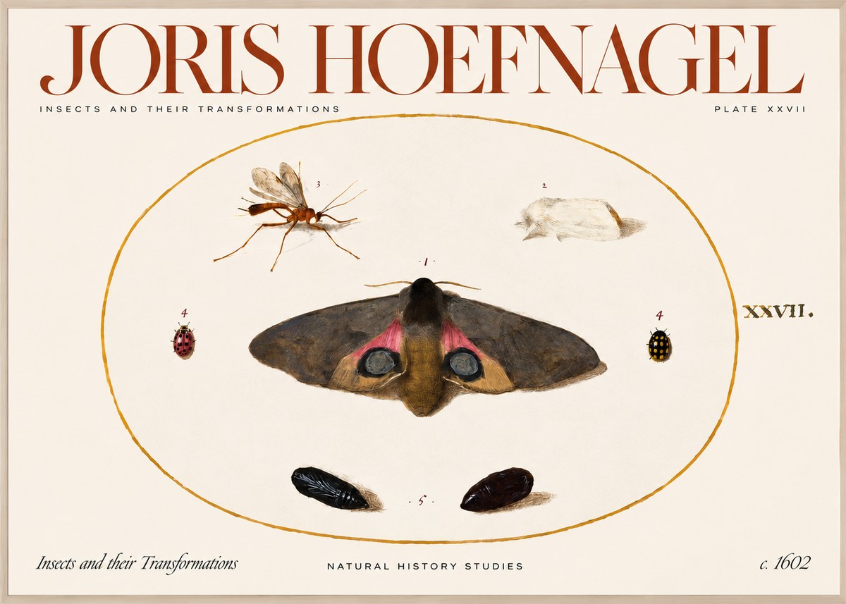 Joris Hoefnagel Insects and Their Transformations - Plate Xxvii No2 - Poszter