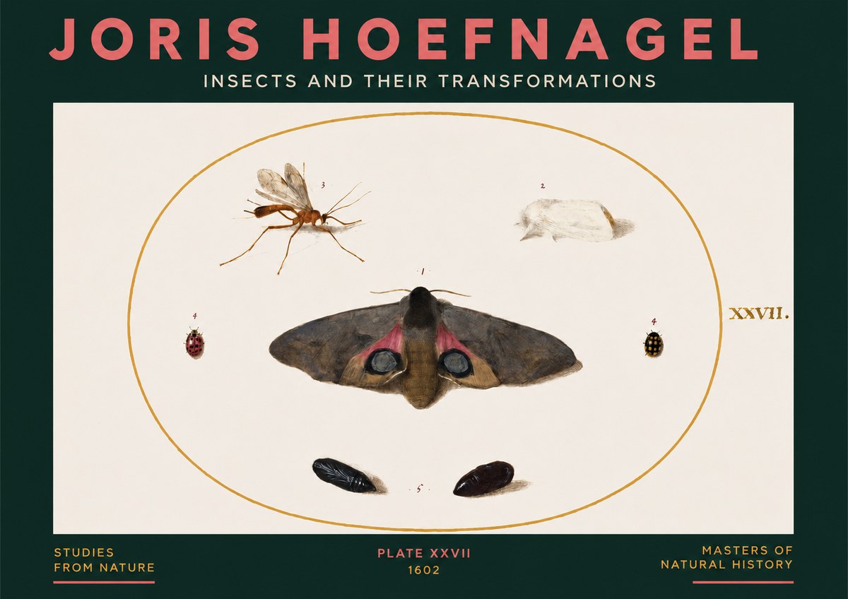 Joris Hoefnagel Insects and Their Transformations - Plate Xxvii No3 - Poszter