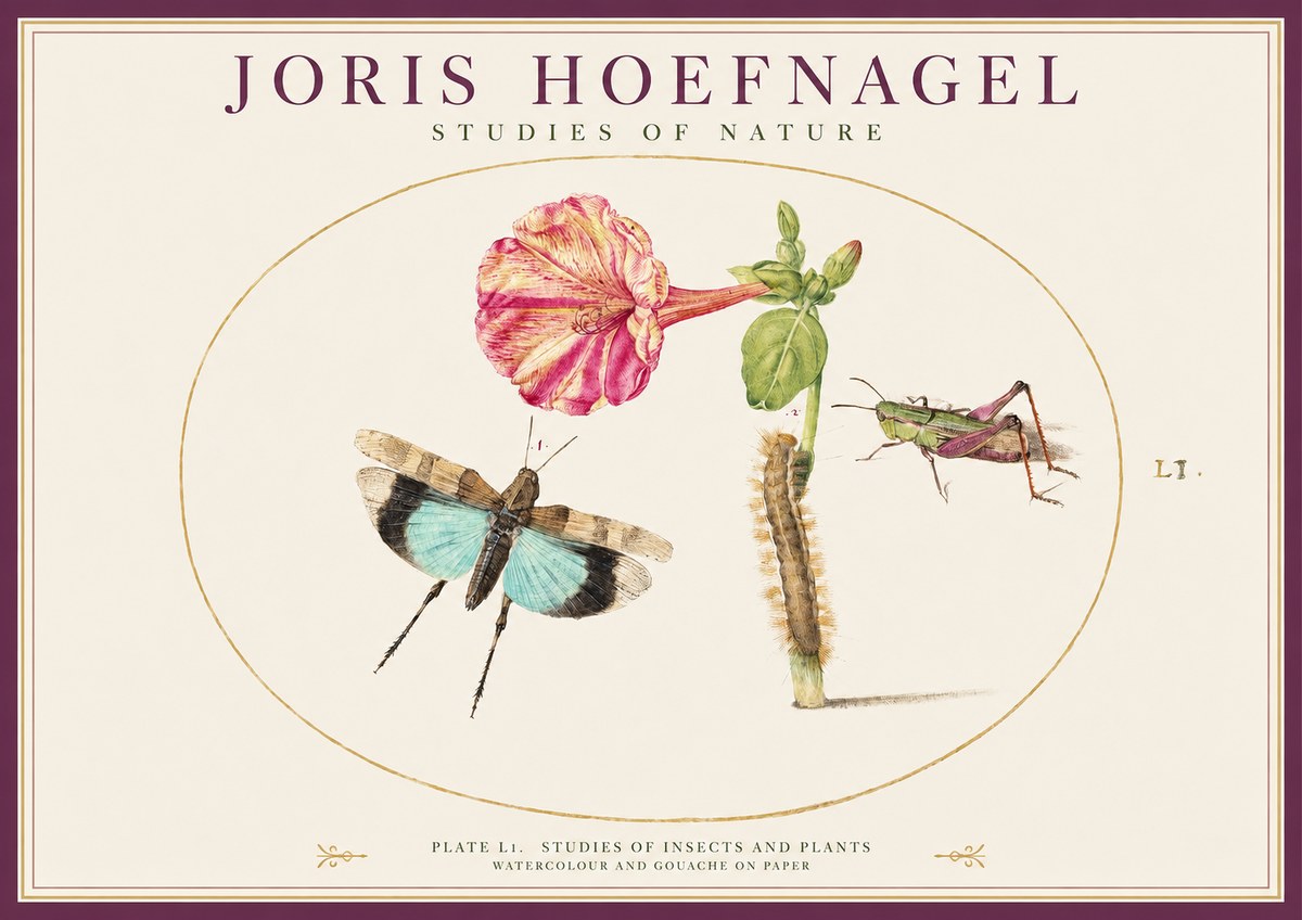 Joris Hoefnagel Plate L1. Studies of Insects and Plants No1 - Poszter