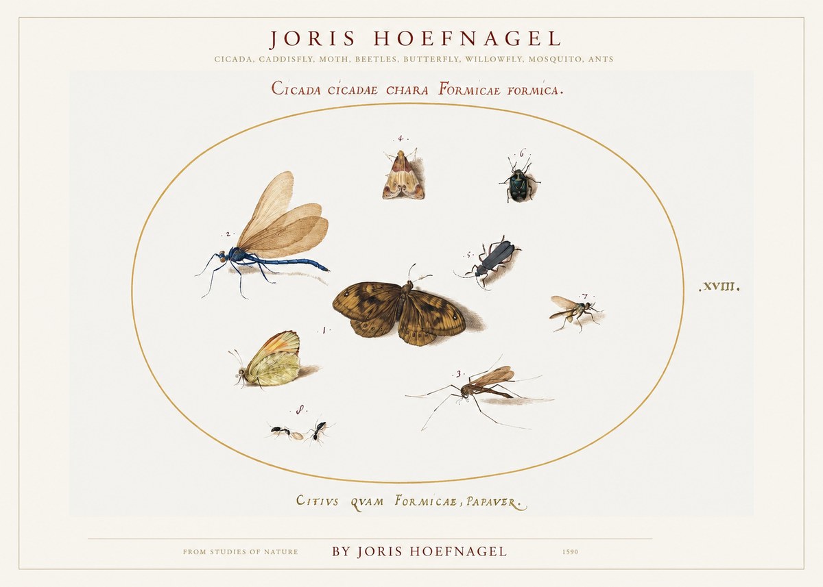 Joris Hoefnagel Cicada Cicadae Chara Formicae Formica. No1 - Poszter