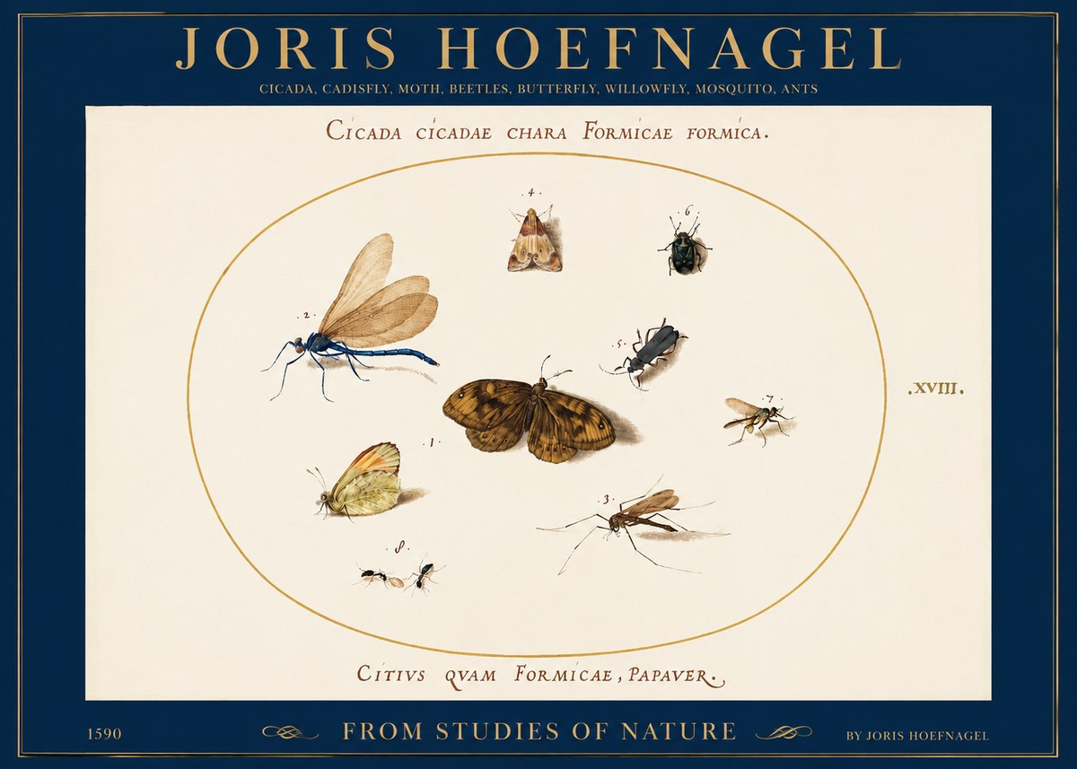 Joris Hoefnagel Cicada Cicadae Chara Formicae Formica. No2 - Poszter