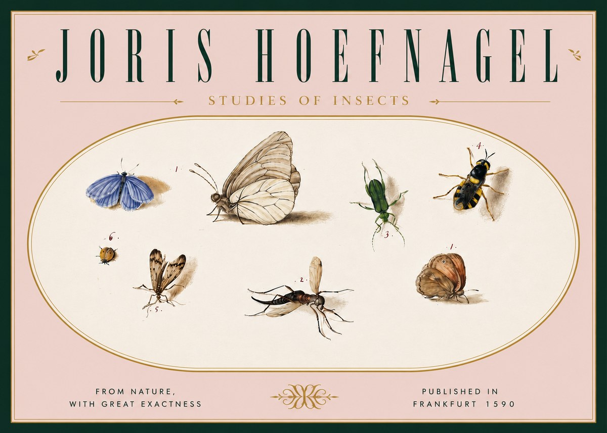 Joris Hoefnagel Studies of Insects V No6 - Poszter