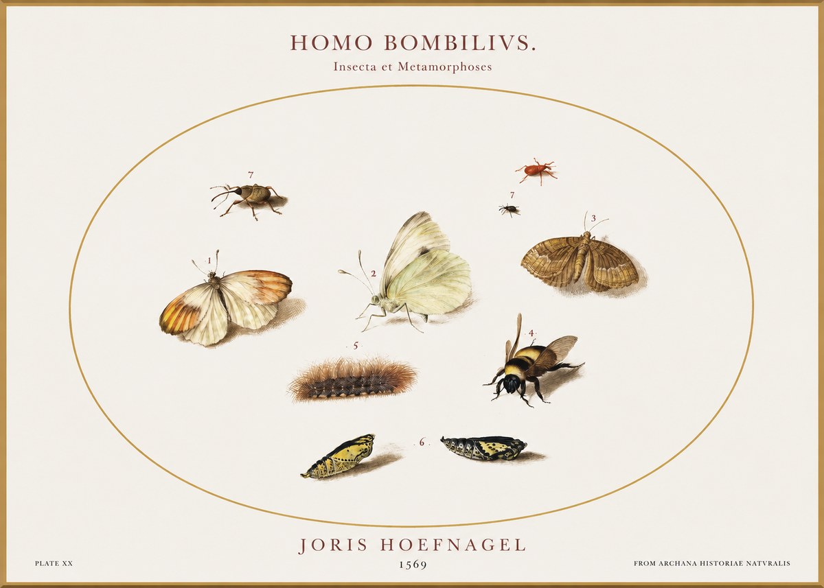 Joris Hoefnagel Homo Bombilivs. Insecta Et Metamorphoses No1 - Poszter