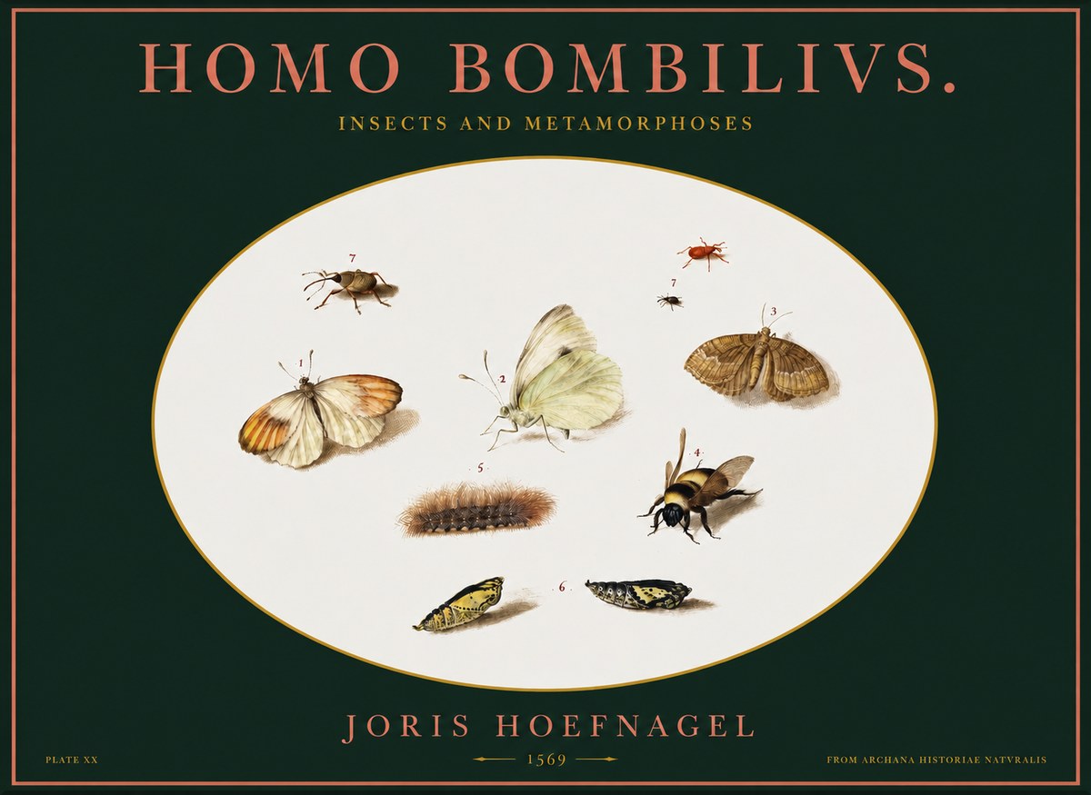 Joris Hoefnagel Homo Bombilivs. Insecta Et Metamorphoses No2 - Poszter