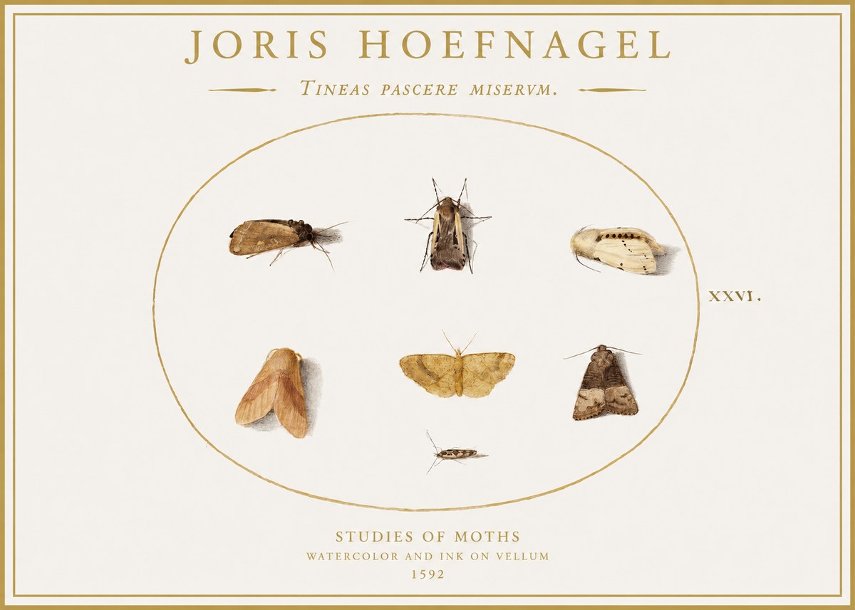 Joris Hoefnagel Studies of Moths II No1 - Poszter