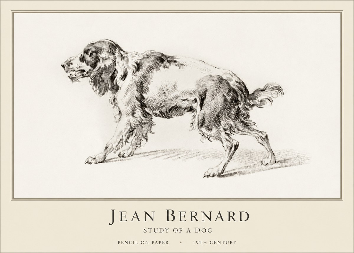 Jean Bernard Study of a Dog V No1 - Poszter