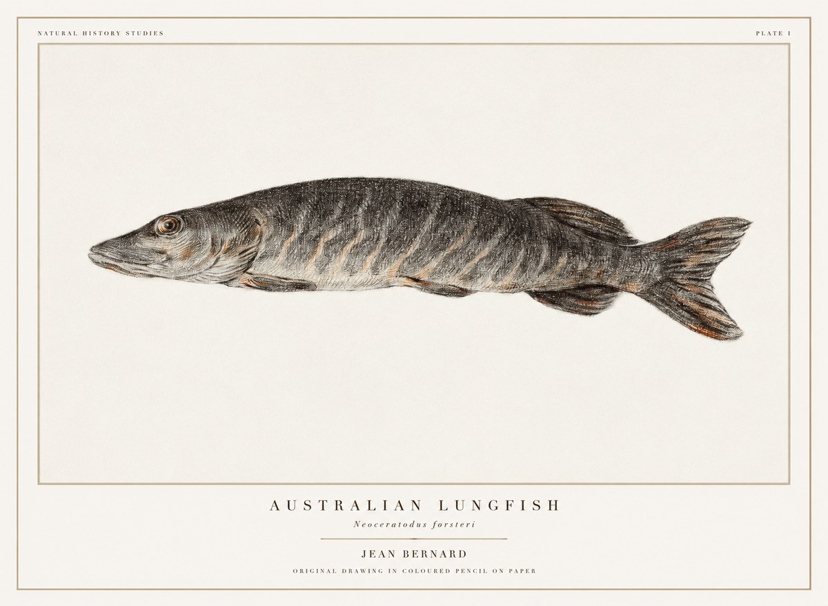 Jean Bernard Australian Lungfish No1 - Poszter
