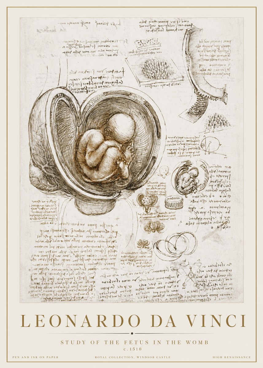 Leonardo da Vinci Studies of the Fetus in the Womb No3 - Poszter