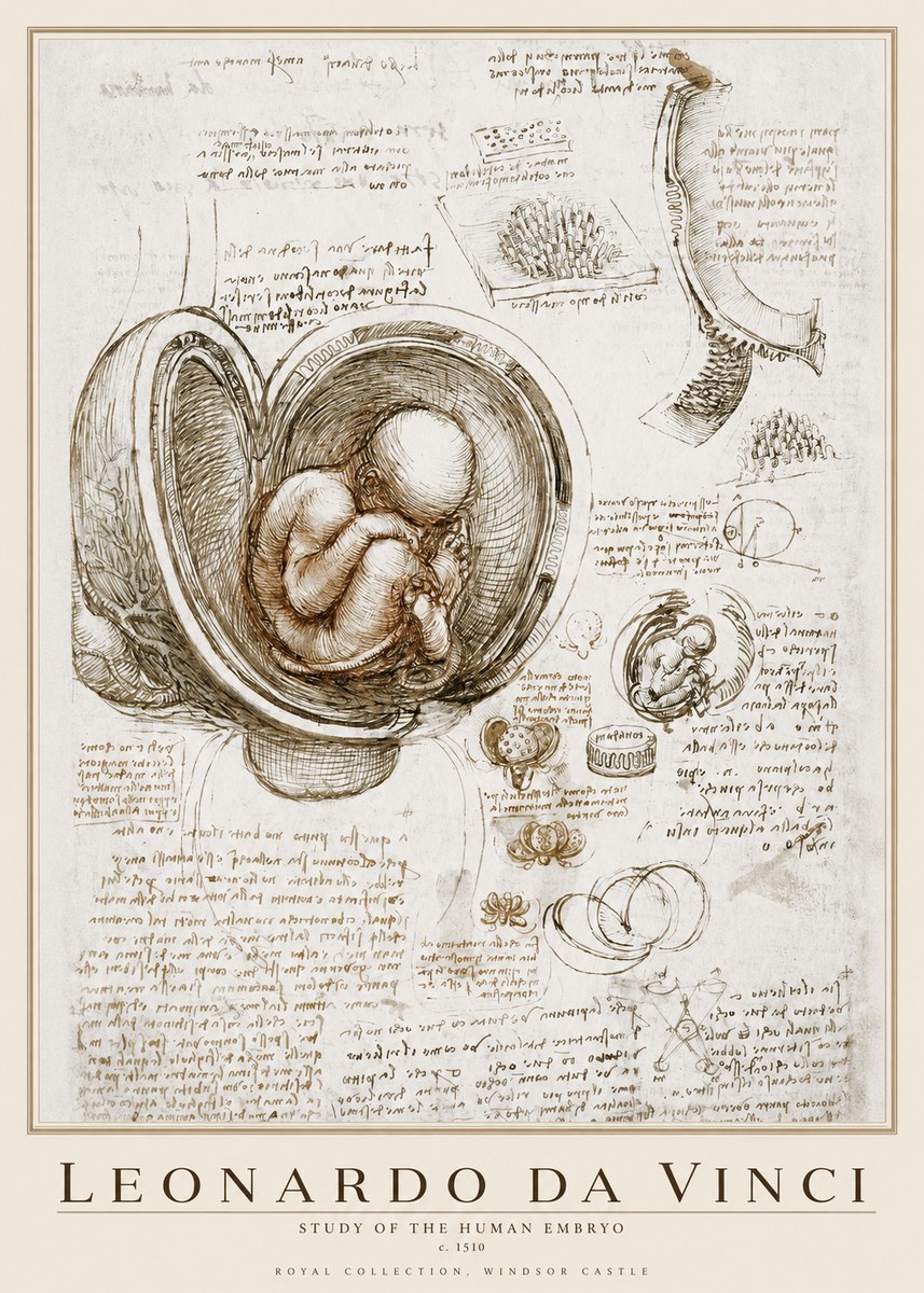Leonardo da Vinci Studies of the Fetus in the Womb No4 - Poszter