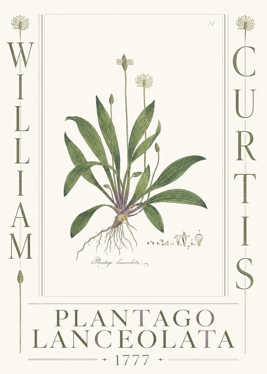 William Curtis Plantago Lanceolata II No3 - Poszter