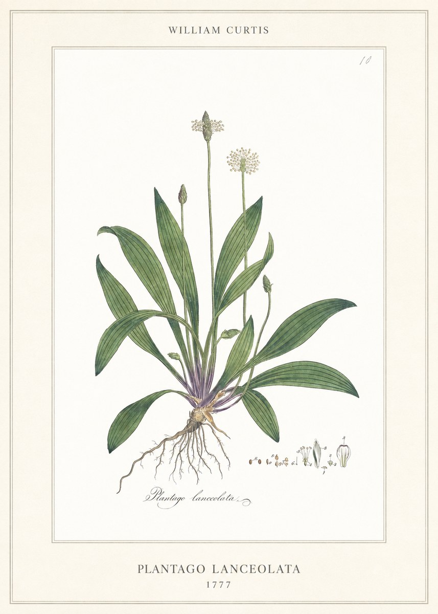 William Curtis Plantago Lanceolata II No6 - Poszter