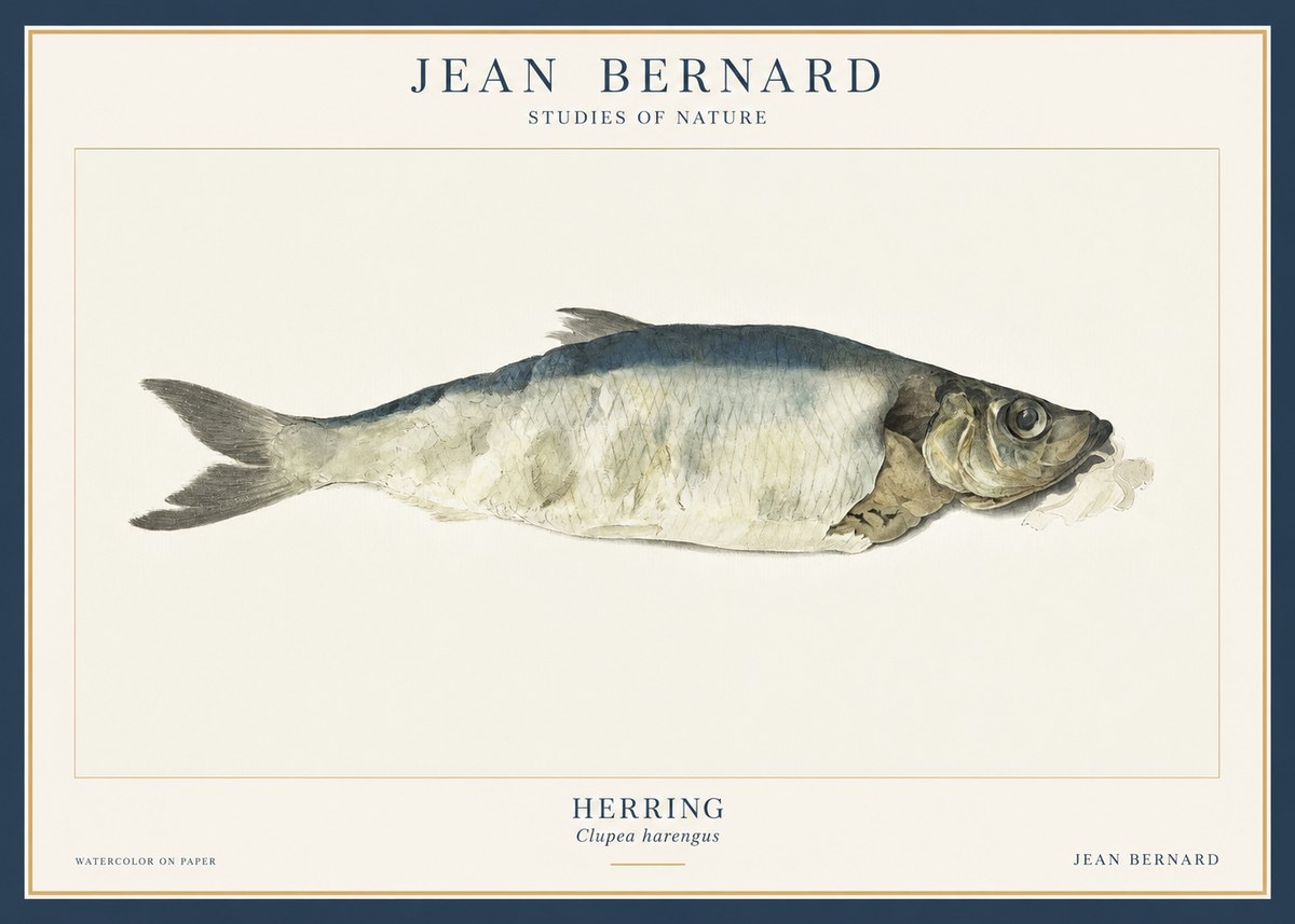 Jean Bernard Herring No3 - Poszter