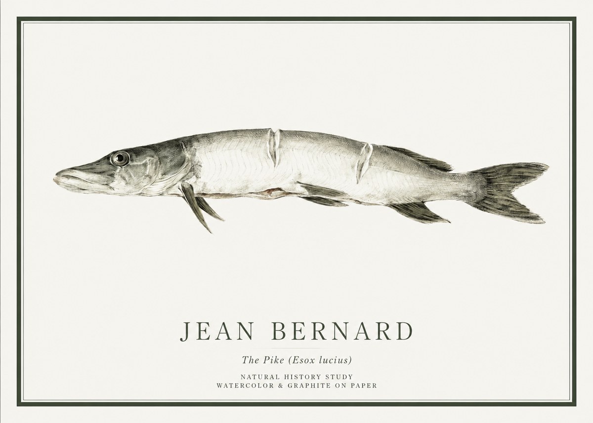 Jean Bernard Study of a Fish II No6 - Poszter