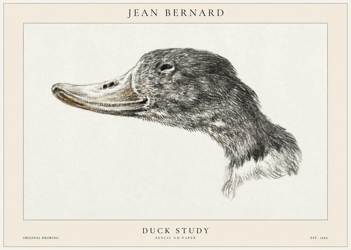 Jean Bernard Study of a Duck No2 - Poszter