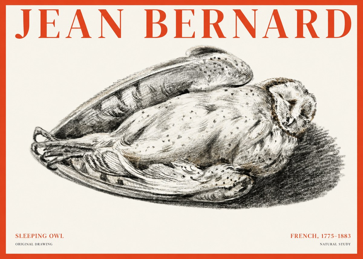 Jean Bernard Sleeping Owl No1 - Poszter
