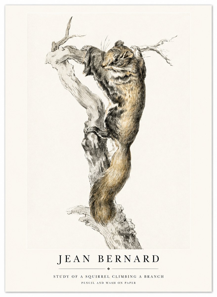 Jean Bernard Study of a Squirrel Climbing a Branch No1 - Poszter