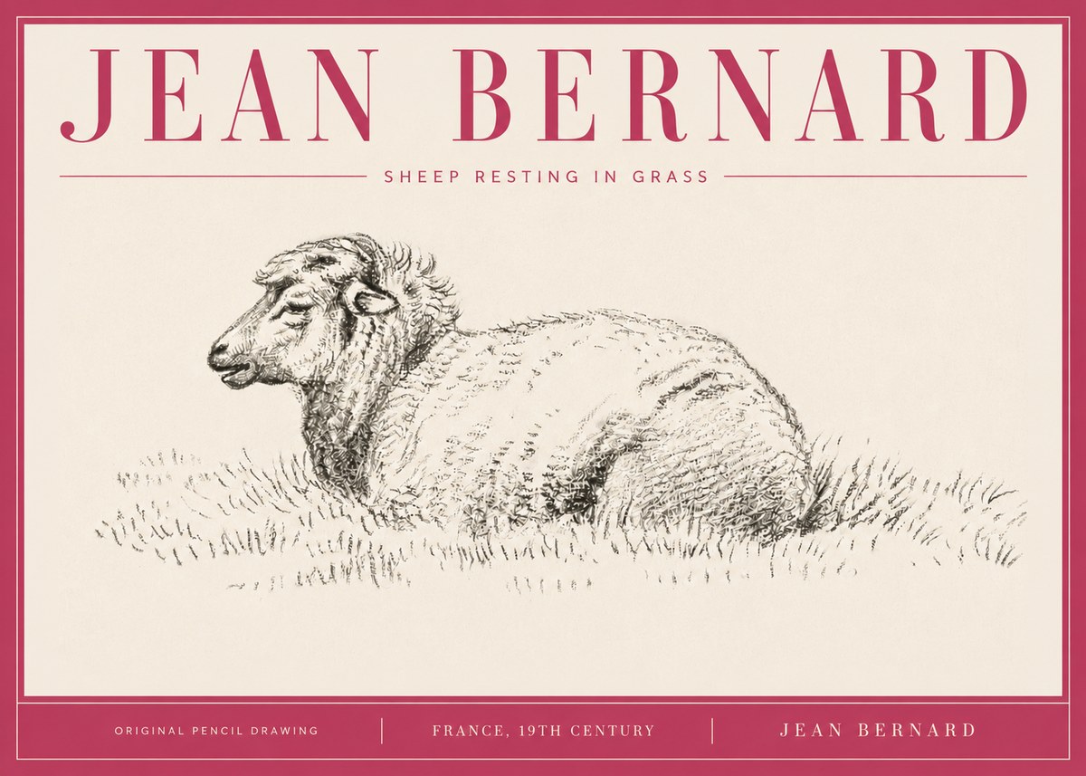 Jean Bernard Sheep Resting in Grass No4 - Poszter