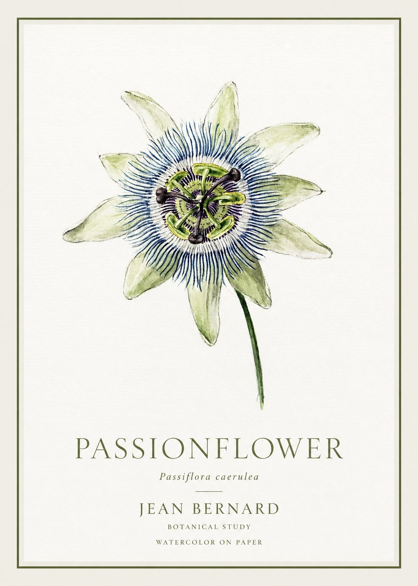 Jean Bernard Passionflower No1 - Poszter