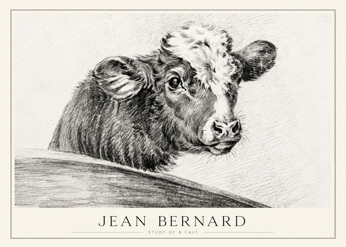 Jean Bernard Study of a Calf II No1 - Poszter