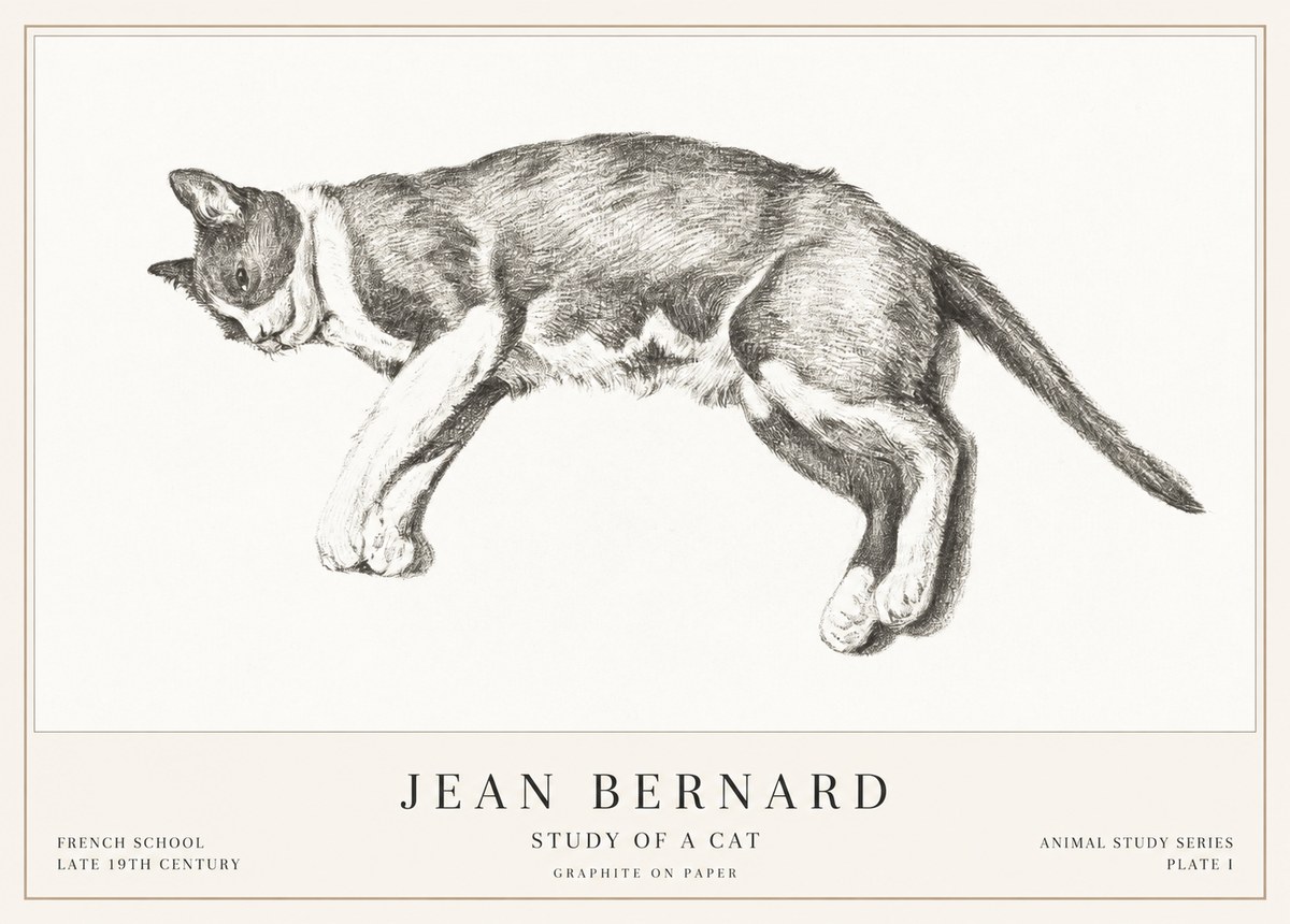 Jean Bernard Cat Study VII No3 - Poszter
