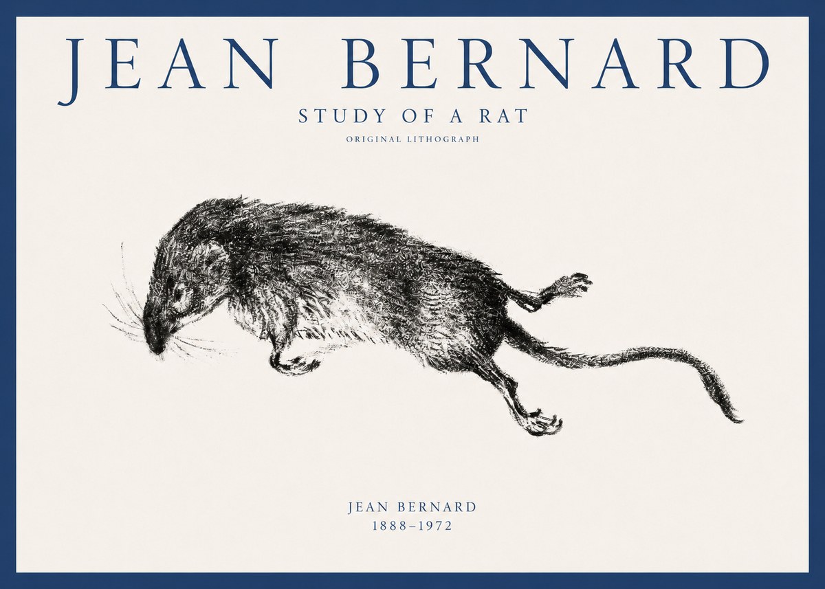 Jean Bernard Study of a Rat II No1 - Poszter