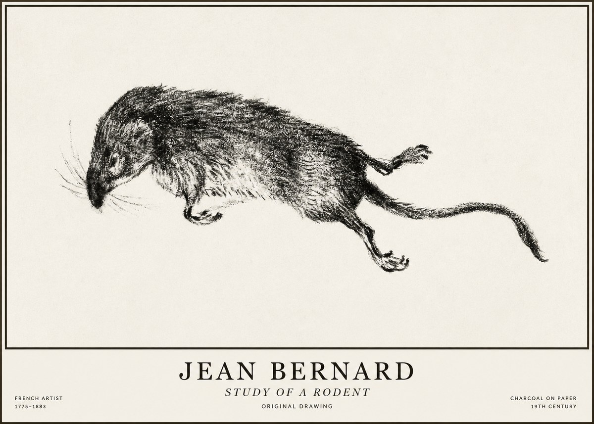 Jean Bernard Study of a Rat II No5 - Poszter
