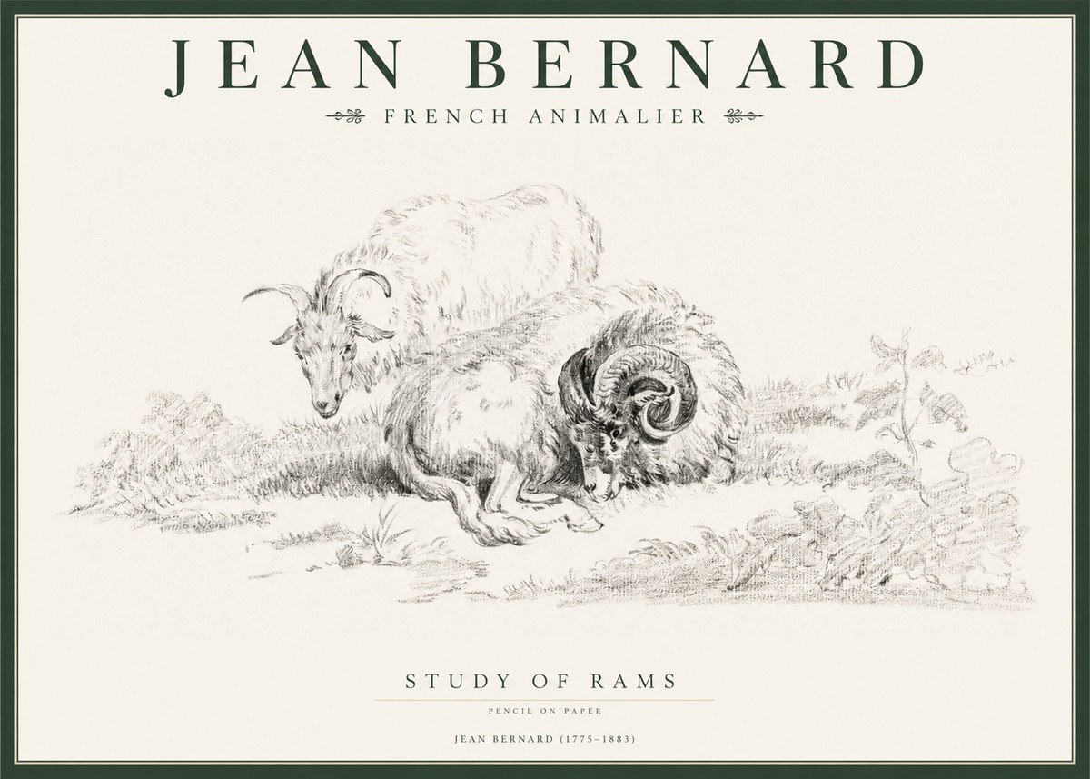 Jean Bernard Study of Sheep No2 - Poszter