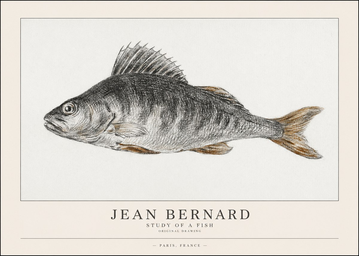 Jean Bernard Study of a Fish IV No1 - Poszter