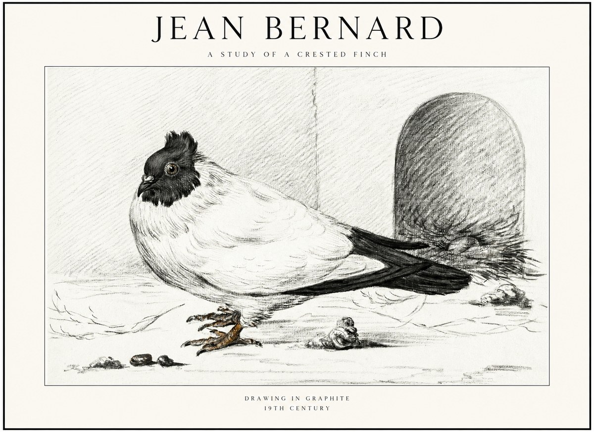 Jean Bernard A Study of a Crested Finch No1 - Poszter
