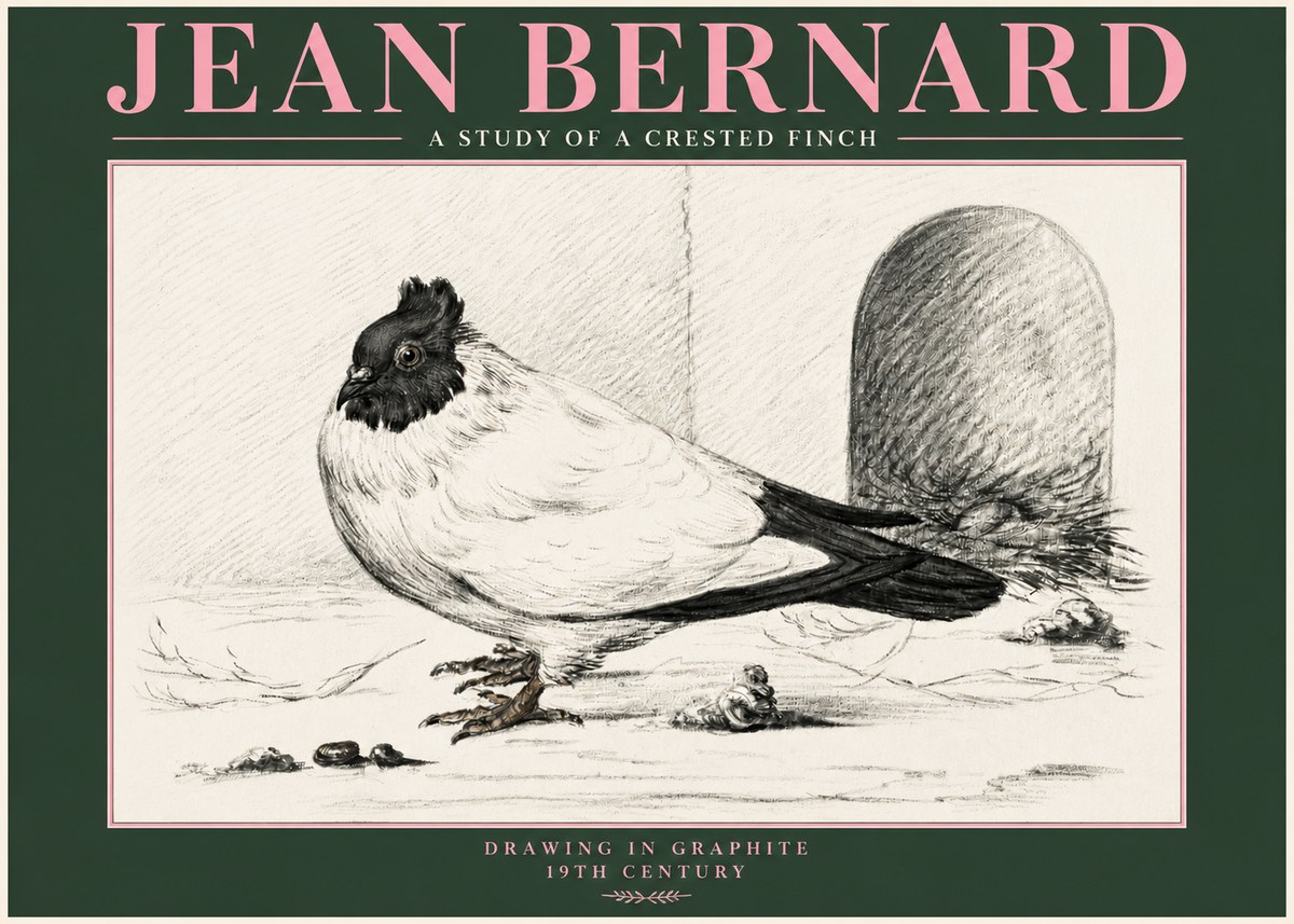 Jean Bernard A Study of a Crested Finch No3 - Poszter
