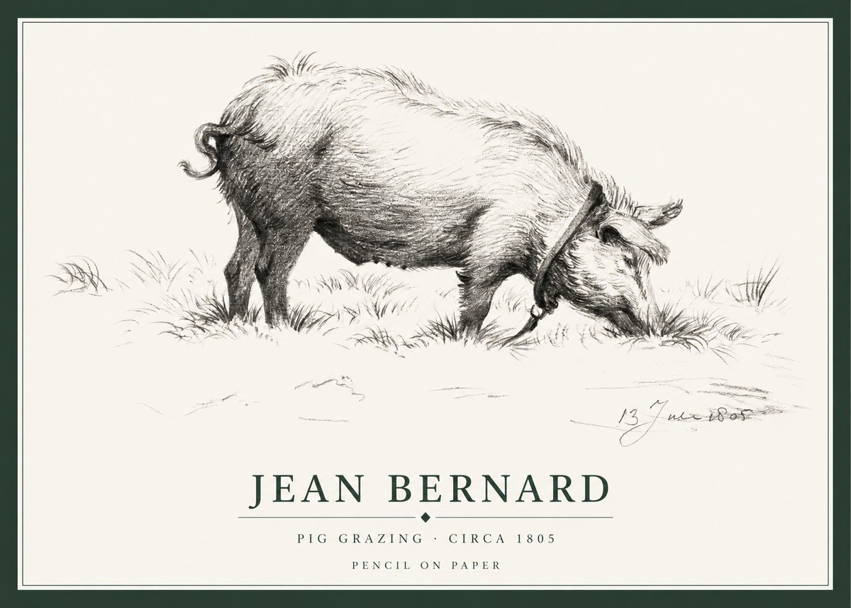 Jean Bernard Pig Grazing No1 - Poszter
