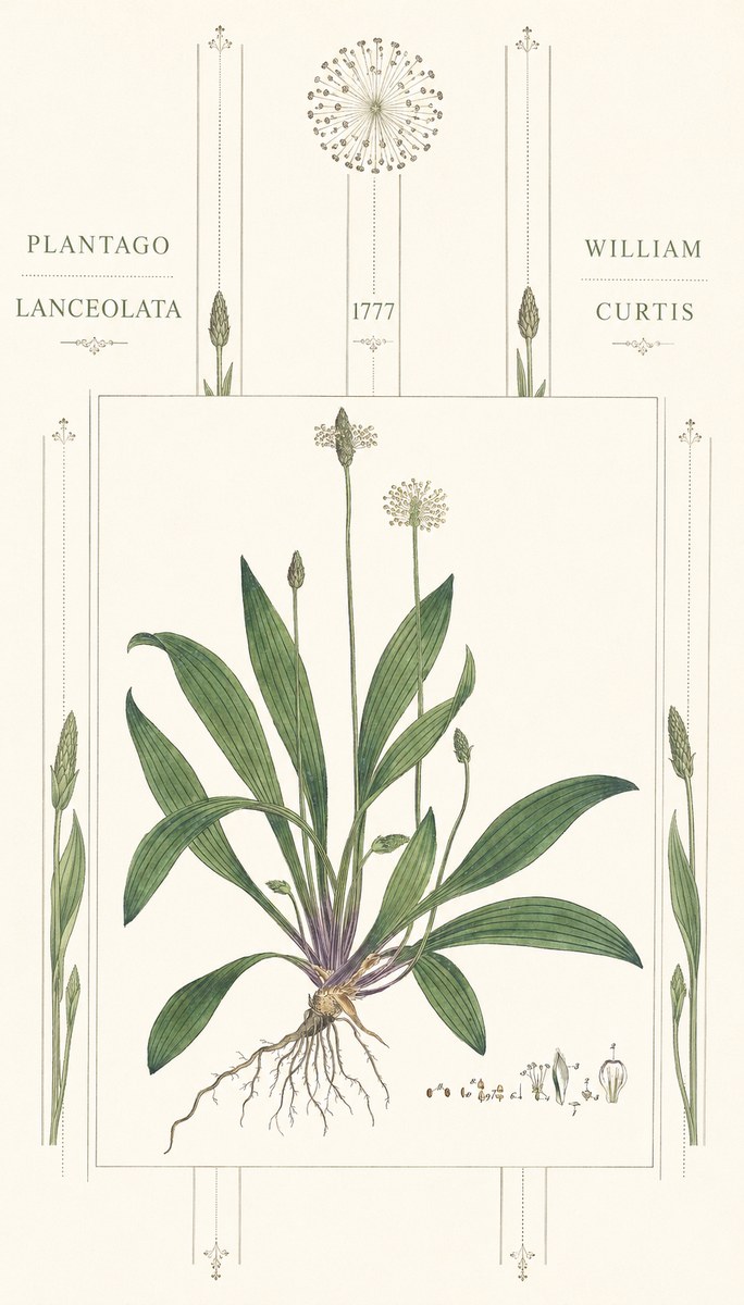 William Curtis Plantago Lanceolata III No6 - Poszter