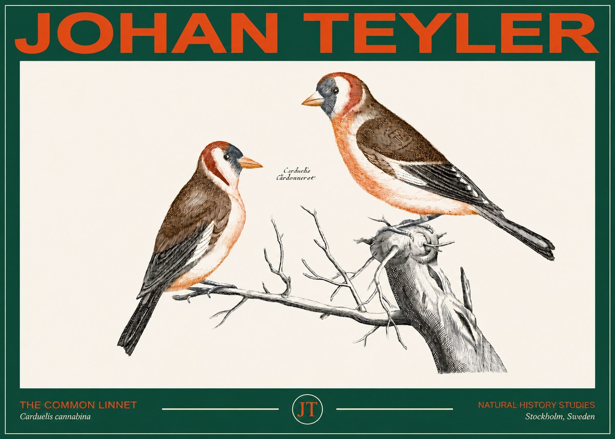 Johan Teyler The Common Linnet No2 - Poszter