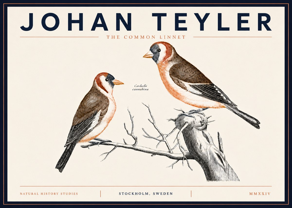 Johan Teyler The Common Linnet No5 - Poszter