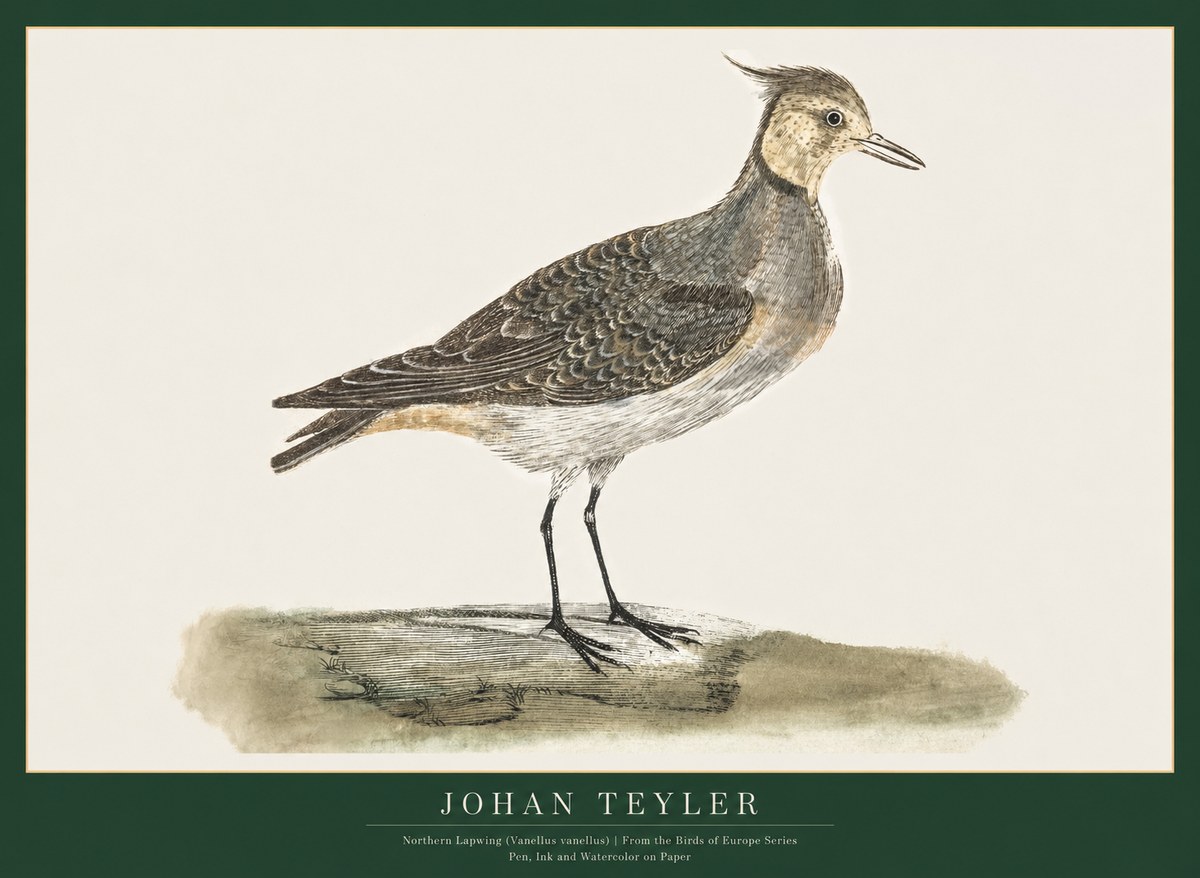 Johan Teyler Northern Lapwing (Vanellus Vanellus) No1 - Poszter