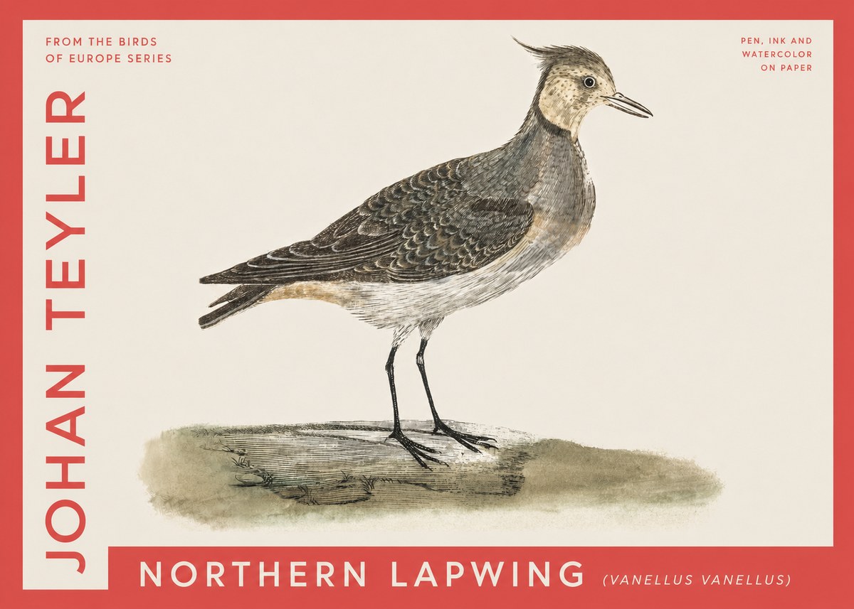 Johan Teyler Northern Lapwing (Vanellus Vanellus) No4 - Poszter
